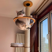 catsle猫抓柱猫爬架夏季 实木豪华猫窝猫树通天柱一体大型猫咪用品