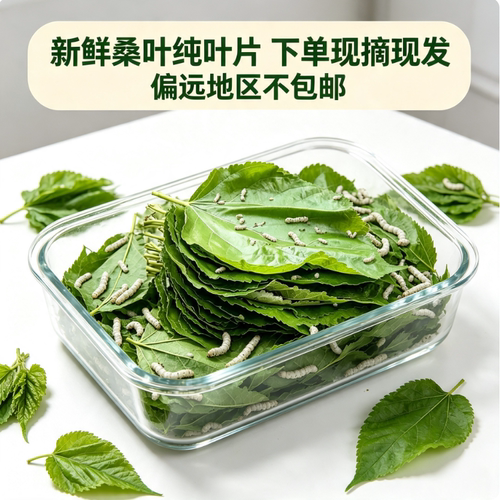 当季鲜嫩桑叶养蚕专用