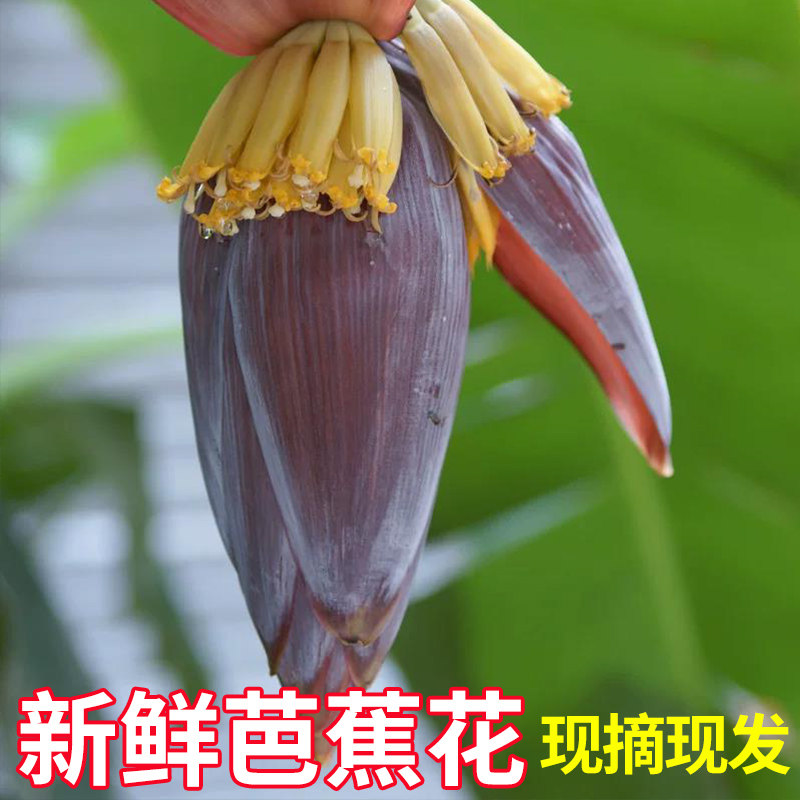 新鲜芭蕉花现摘现发大蕉花
