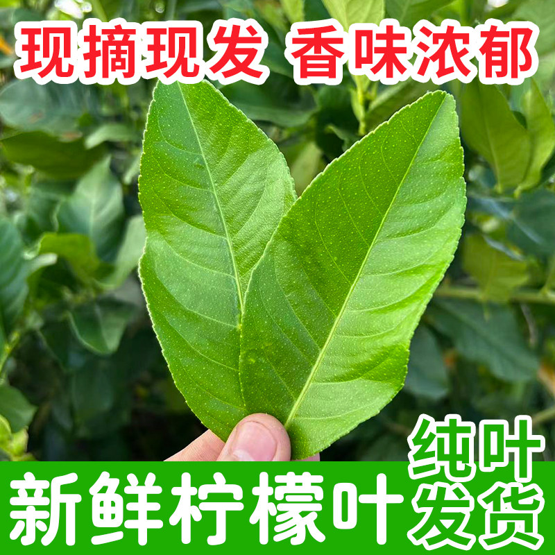新鲜柠檬叶纯叶发货香味浓郁