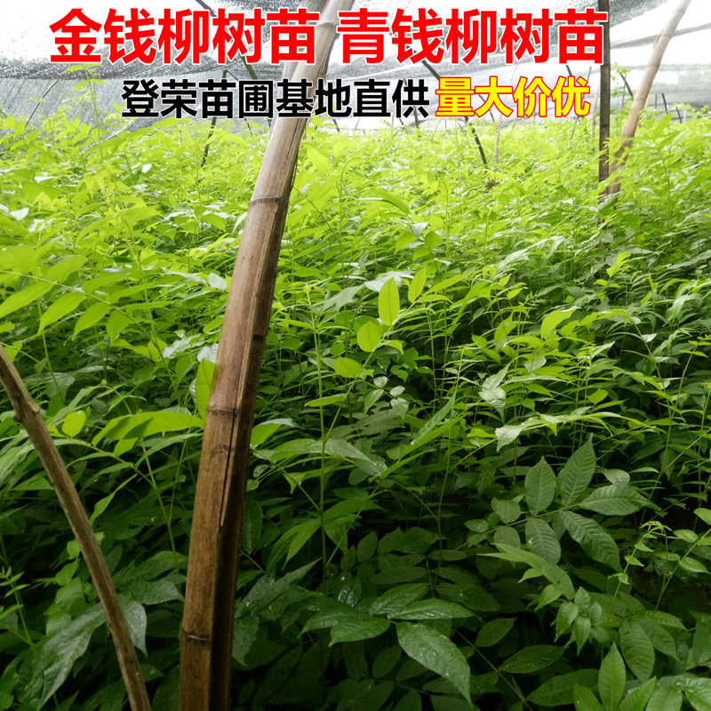 青钱柳树苗金钱柳树苗野生青钱柳种苗摇钱树苗青钱柳树苗包邮