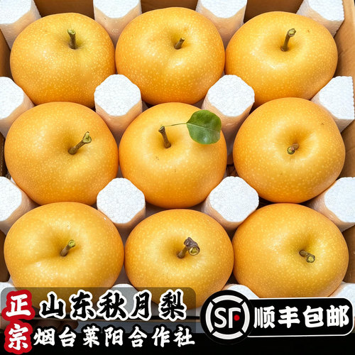 【官网推荐】正宗头茬莱阳秋月梨