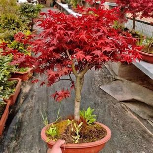 日本红枫盆景原生矮霸红舞姬老桩红枫树盆栽出星星阳台庭院植物