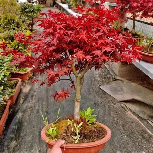 一物一拍红枫树红舞姬盆景