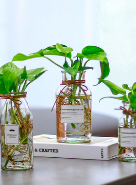 北欧风家居软装玻璃水培瓶绿萝瓶铜钱草水养植物花瓶摆件客厅装饰