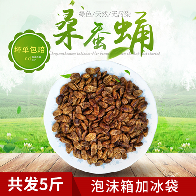 蚕蛹金丝蛹小蛹子包邮5斤