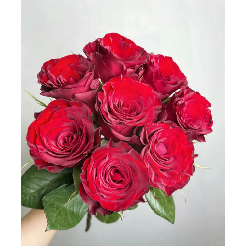 【元宝优选 高原红单头玫瑰】云南直发鲜花水养鲜切花