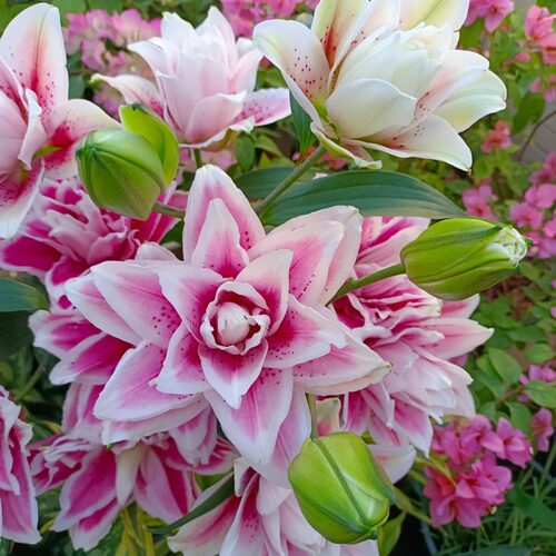 【元宝优选 火星之恋重瓣香水百合】云南直发鲜花水养鲜切花