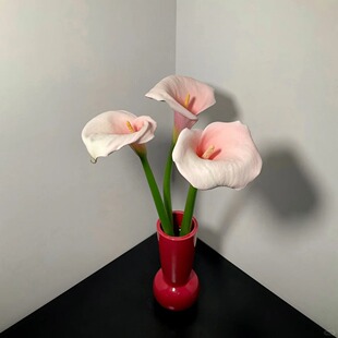 【梦境 马蹄莲火烈鸟】 -任意两单发顺丰冷链/邮政空运