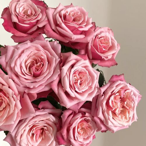 【元宝优选 单玫-闺蜜】玫瑰 -任意两单发顺丰冷链或德邦快运