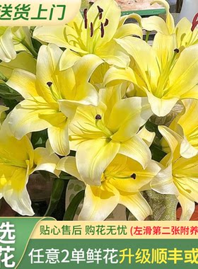 【老六直播专属】黄天霸香水百合云南直发鲜花水养鲜切花家用鲜花