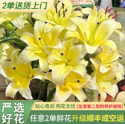 【老六直播专属】黄天霸香水百合 -任意两单发顺丰冷链或邮政空运