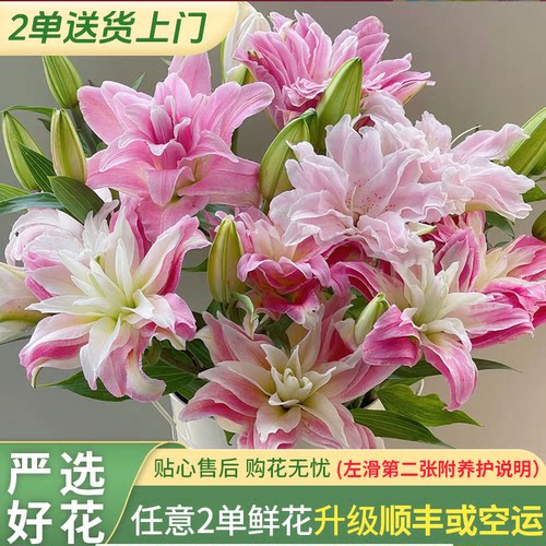 【老六直播专属】红丝带重瓣香水百合云南直发鲜花水养鲜切花家用