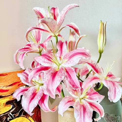 【梦境  罗曼蒂克】香水百合 -任意两单发顺丰冷链或德邦快运