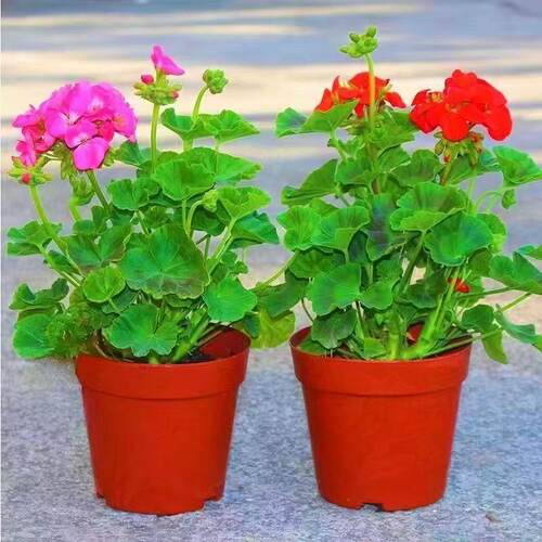 四季开花大花天竺葵盆栽好养