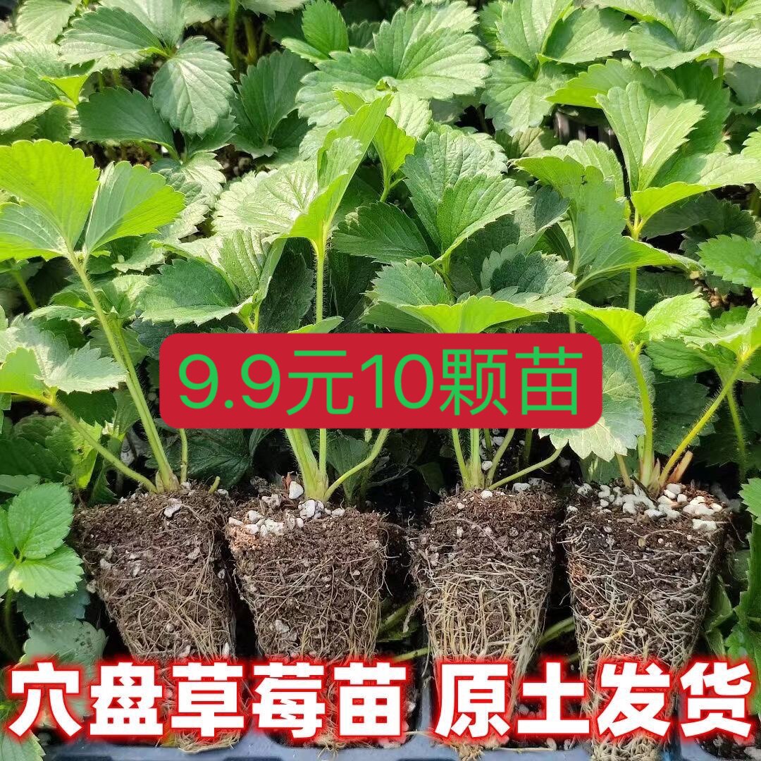 草莓苗四季盆栽食用奶油隋珠红颜带盆带土家庭阳台食用盆栽当年结怎么样,好用不?