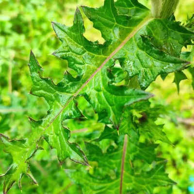 衢州新鲜紫花大蓟根马刺根牛口蓟恶鸡婆根大刺儿菜大刺盖山萝卜