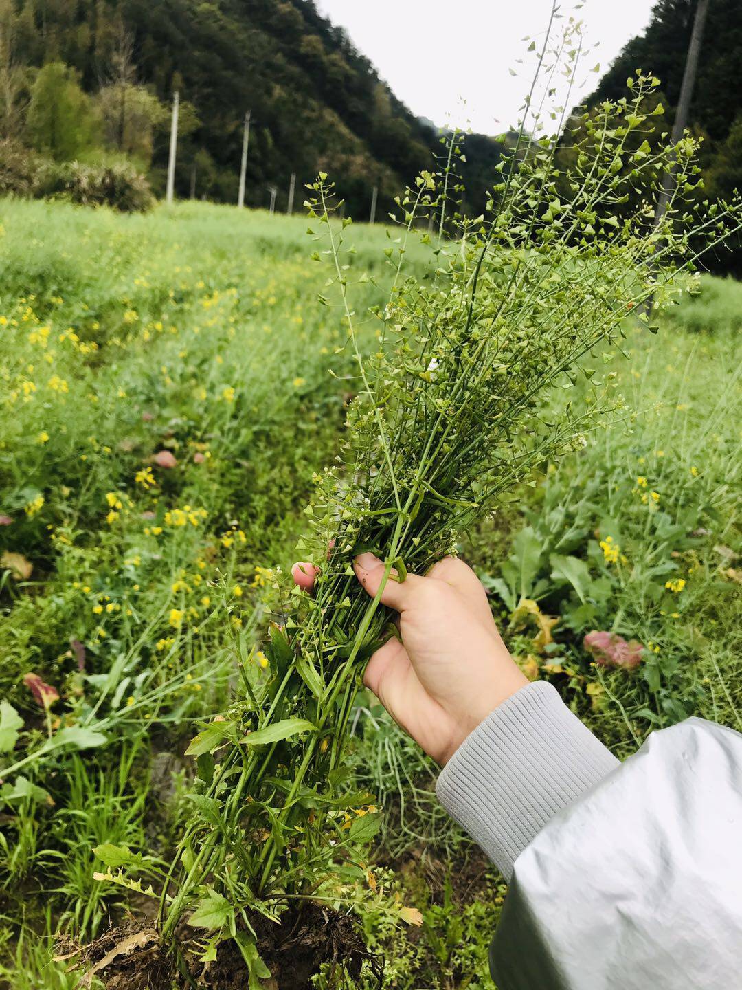 现挖野生新鲜老荠菜 带根野生天然开花荠菜 地菜鲜荠菜花3斤包邮