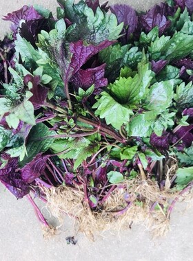 农家新鲜带根紫苏叶紫苏苗苏叶盆栽种子去腥提鲜食用香料23颗