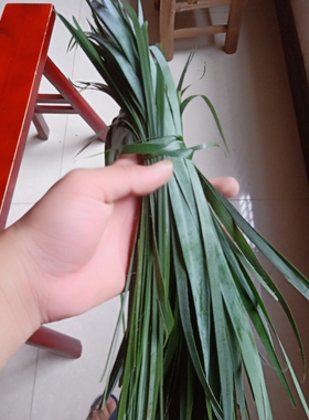 棕树叶  棕批  绑包粽子的绳子