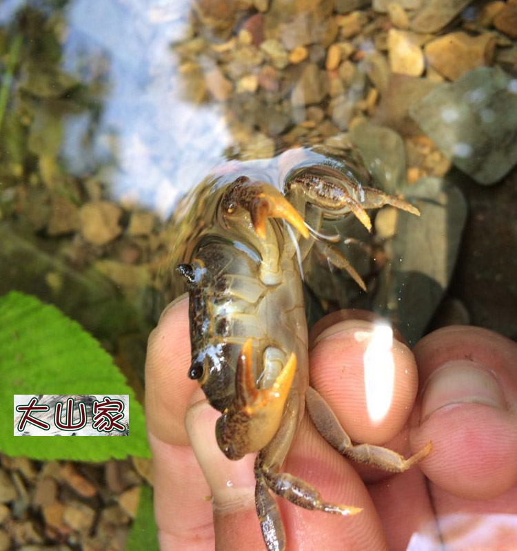 蟹野生活体锯齿水族观赏大小