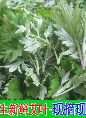 江浙沪皖满5斤包邮新鲜 艾草野生艾草 艾叶野菜清明草青团草食用