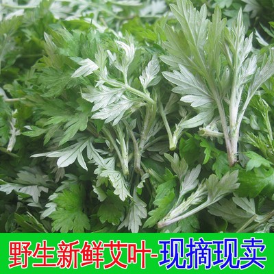 包邮新鲜艾草野生艾叶野菜食用