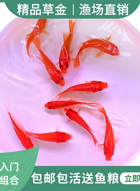 金鱼活体草金鱼小金鱼苗红草金冷水鱼好养耐活观赏鱼红鲫鱼锦鲫鱼