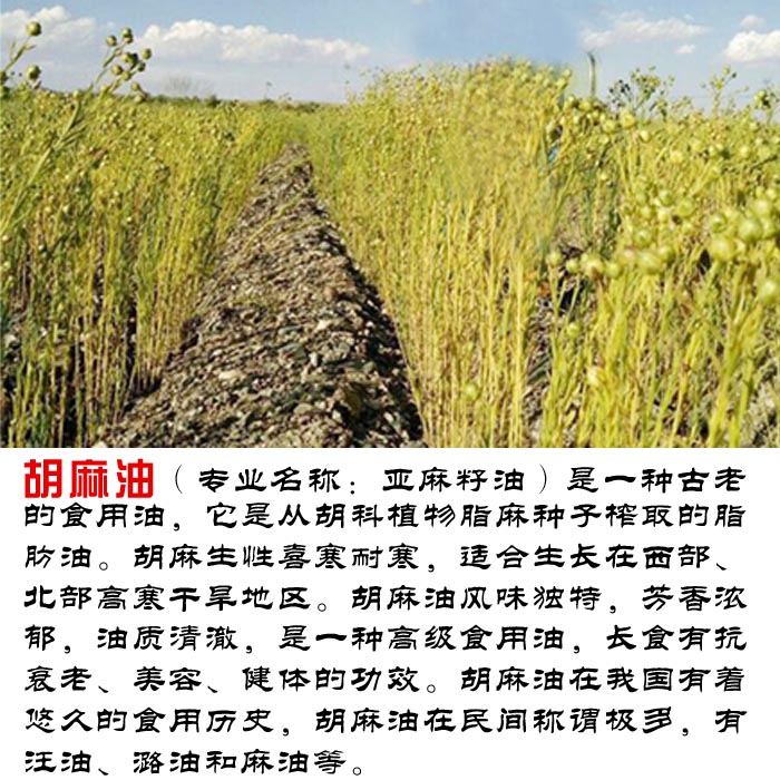 沙地胡麻  亚麻籽自产现榨胡麻油 亚麻籽油