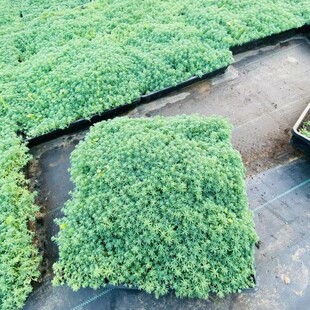 花镜植物 中华景天盆栽绿植 室外花园观叶地被植物多年生易养耐寒