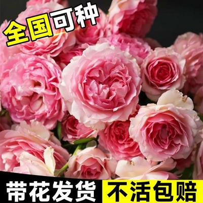 罗衣爬藤月季大苗藤本蔷薇花苗盆栽果汁阳台四季庭院绿植物开花卉