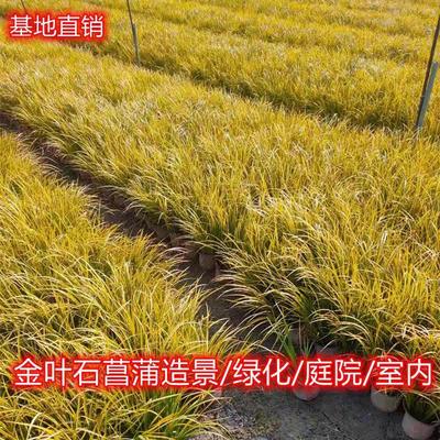 地被花镜植物金叶石菖蒲盆栽植物金叶苔草绿植四季常绿青花卉好养
