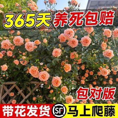 甜梦月季花苗带花适合阳台上养的花卉爬藤老桩四季开藤本蔷薇玫瑰