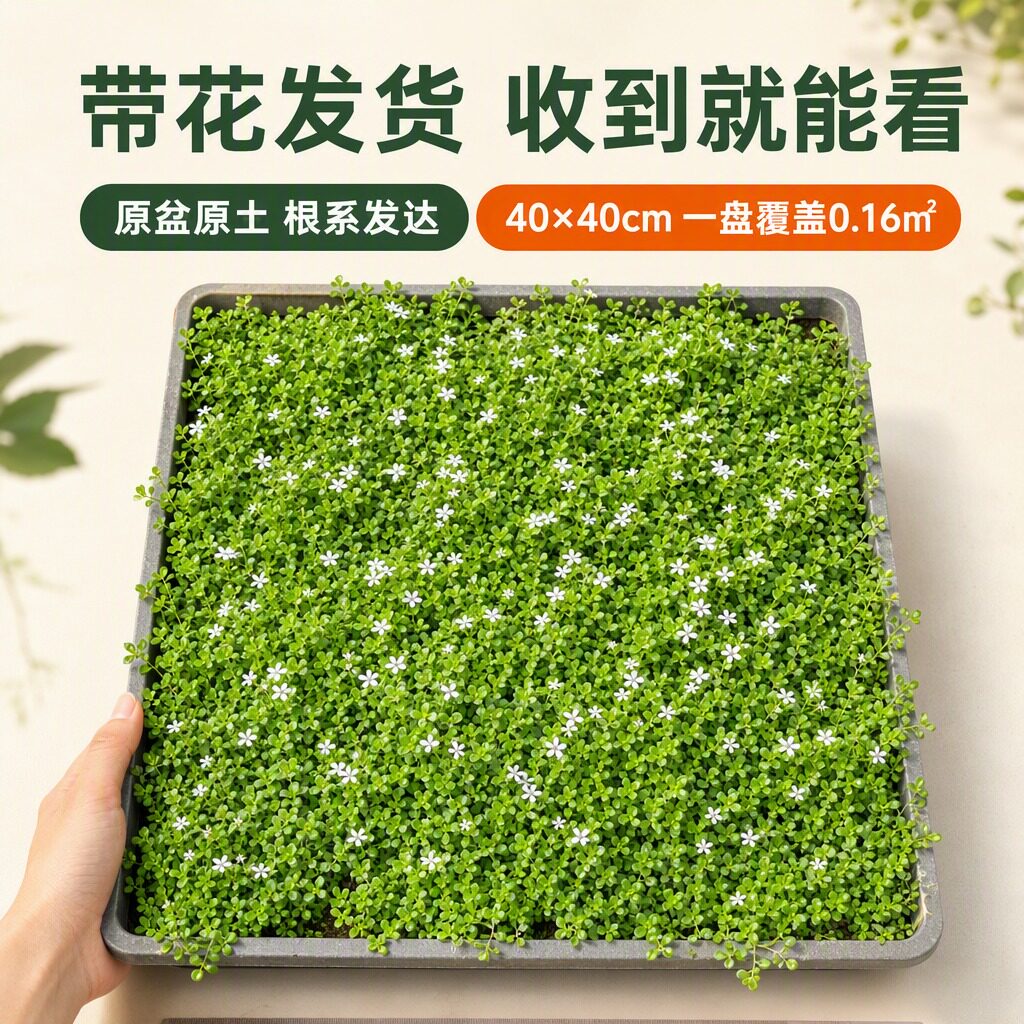 新西兰半边莲盆栽耐热耐寒多年生