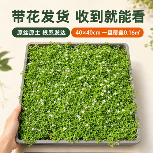 新西兰半边莲盆栽耐热耐寒多年生