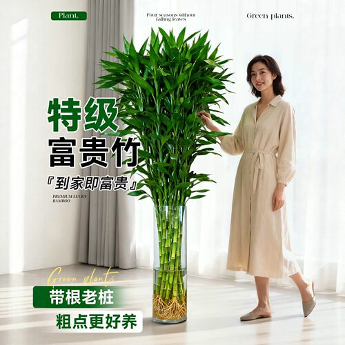 富贵竹水培超大号盆栽招财好养