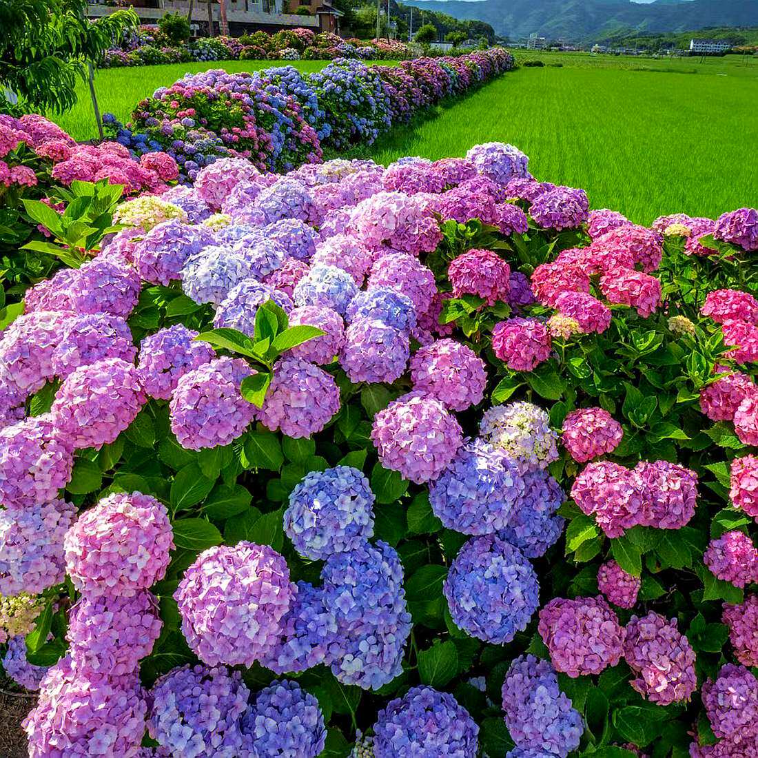 高档绣球花苗盆栽庭院别墅无尽夏花园植物多年生浓香花卉耐寒四季