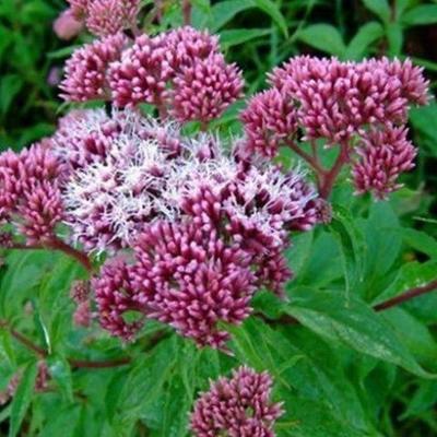 大花麻叶泽兰蓝雾草紫娇花地被花镜植物庭院阳台多年生石蒜科草本