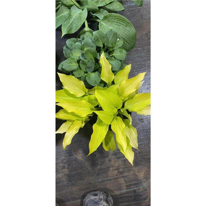 玉簪花苗庭院绿化苗盆栽花卉绿植花叶玉簪青叶金边植物当年开花