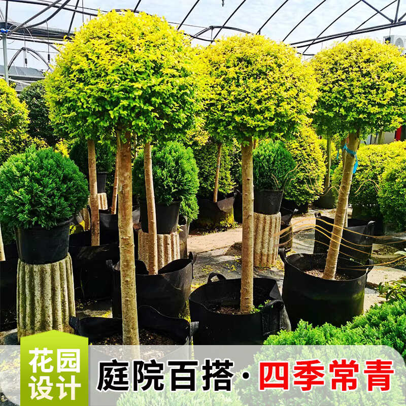 亮晶女贞球庭院园林别墅花境常绿造景植物棒棒糖花园造型盆景冬青