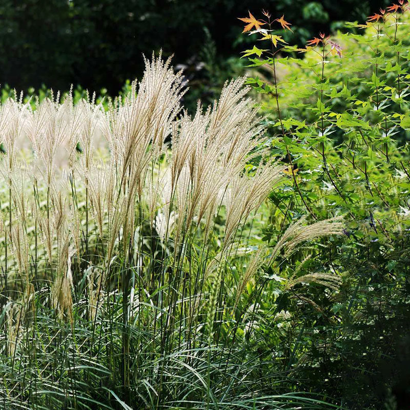 细叶芒斑叶芒花叶芒大苗观叶多年生植物丛生观赏草盆栽苗易成活