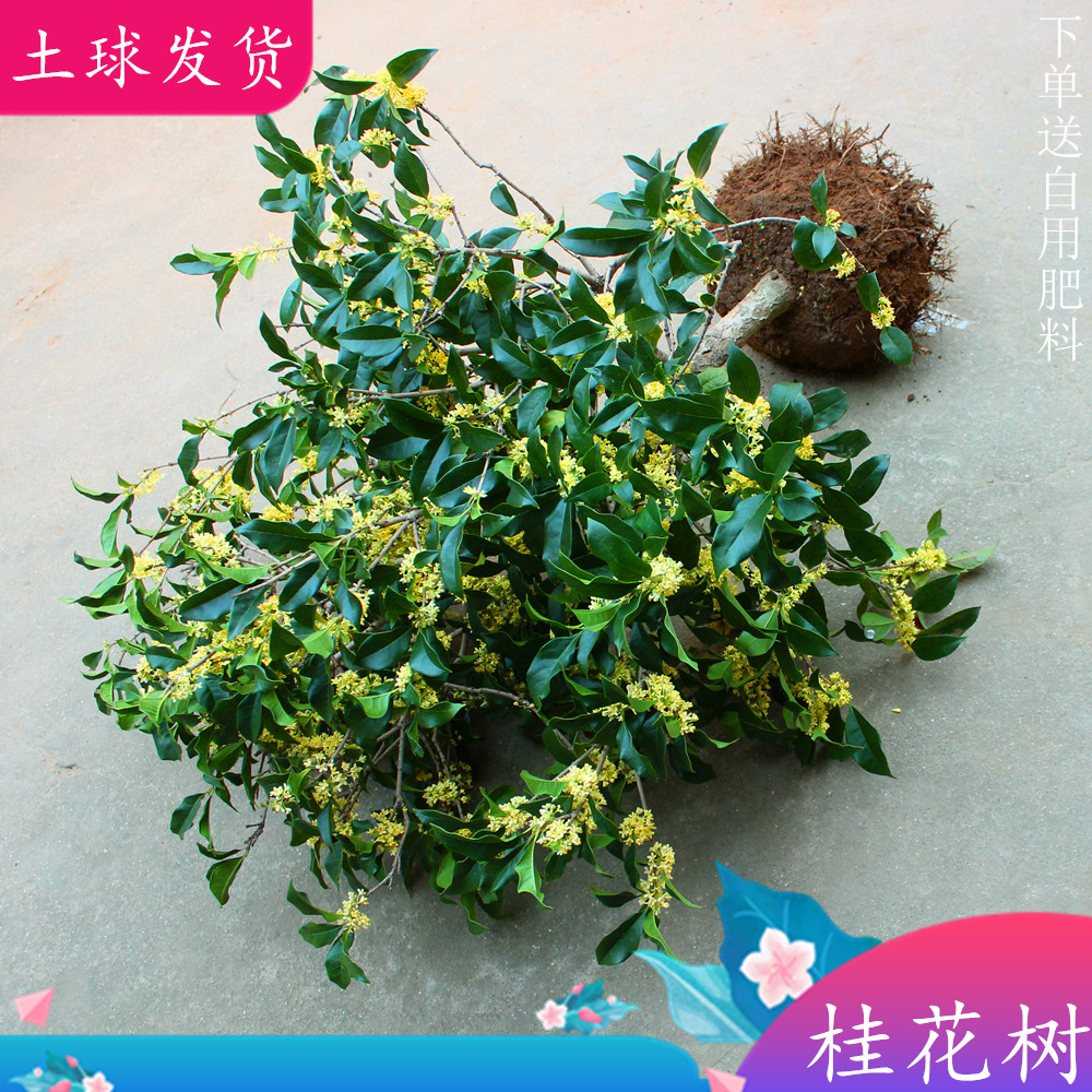 桂花树苗四季桂大型花卉八月庭院原生高杆金丹天香台阁沉香地盆栽