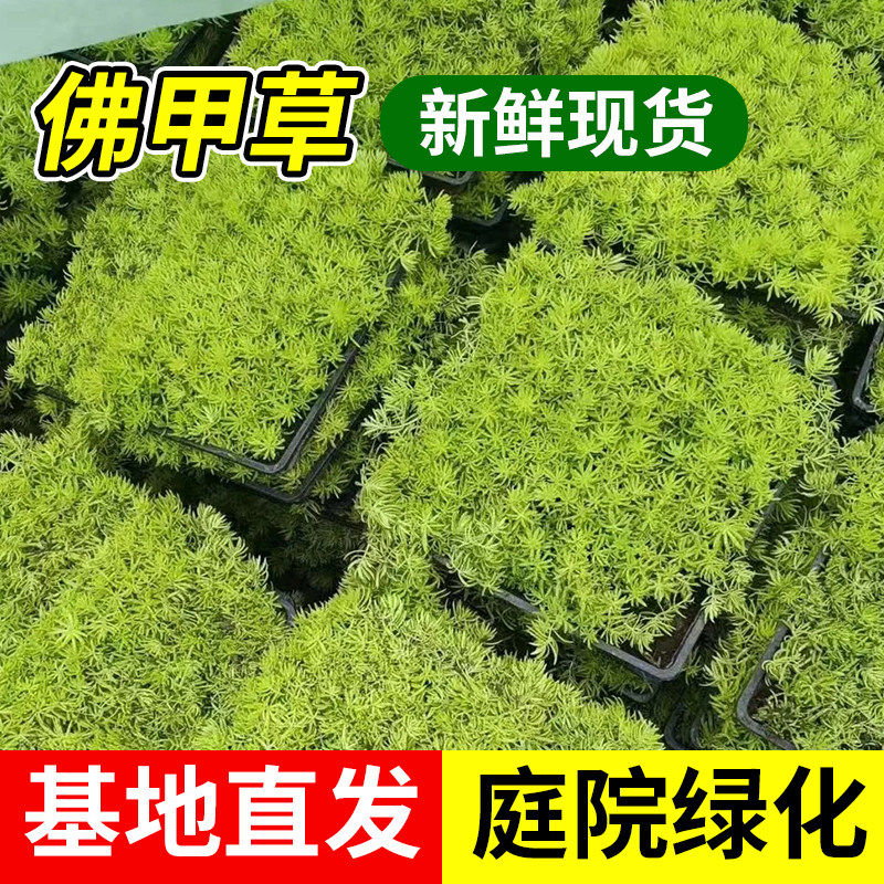 佛甲草草皮黄金万年草苗地被植物室内外庭院盆栽四季常青好养绿植