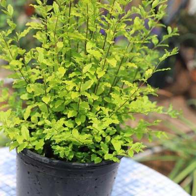 金叶女贞球造型盆栽亮金女贞庭院花镜植物耐热耐晒多年生木本绿植