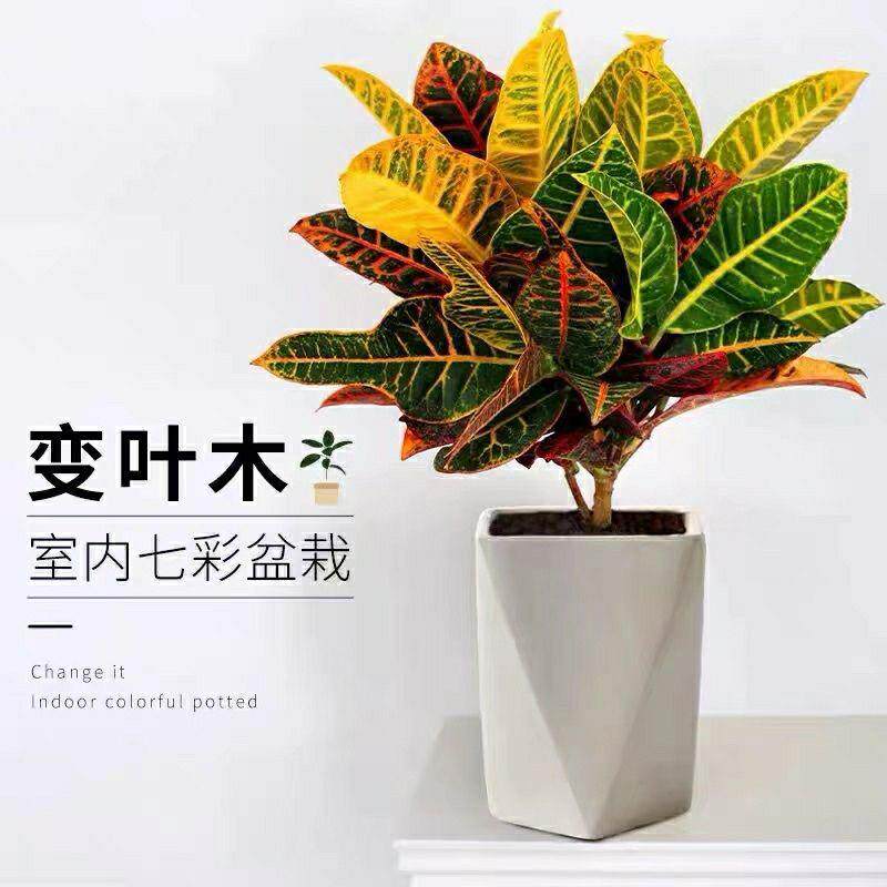 变叶木盆栽庭院绿植喜阳植物大叶黄金木彩叶观赏造景