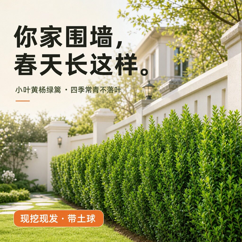 小叶黄杨树苗四季常青
