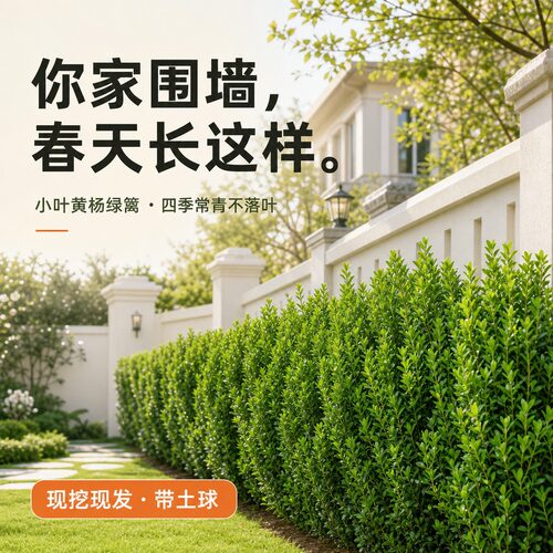 小叶黄杨树苗四季常青