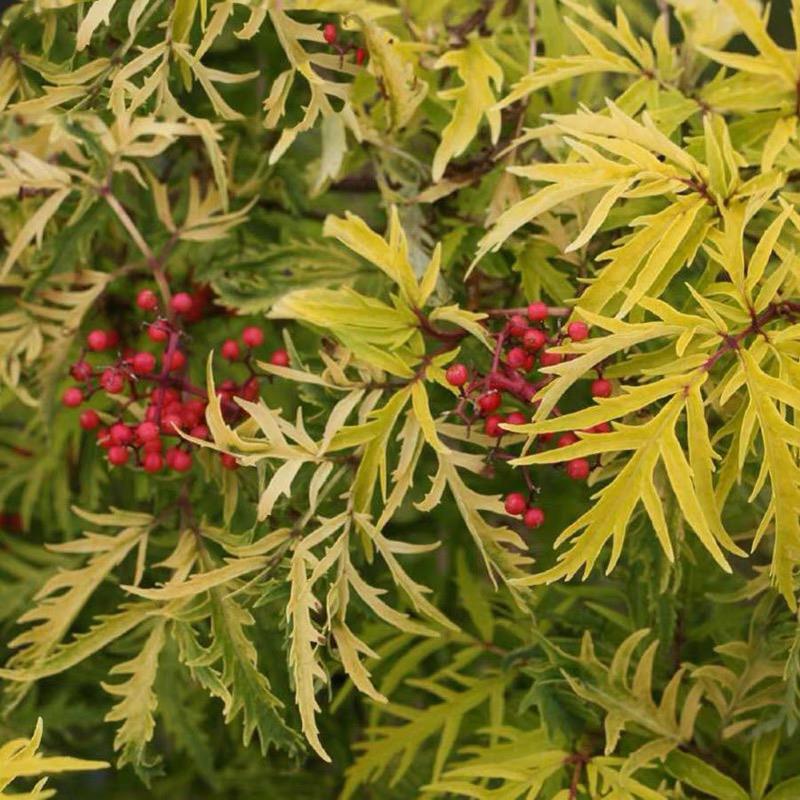 金叶 接骨木 柠檬蕾丝观叶植物耐寒耐热灌木花镜庭院花苗盆栽室外