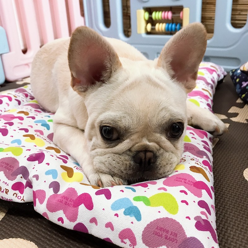 狗狗垫子帆布棉垫耐咬宠物四季通用睡垫小中大狗床垫地垫猫垫通用,宠物/宠物食品及用品,猫狗垫子,淘宝优惠券,粉丝福利购,淘宝优惠卷