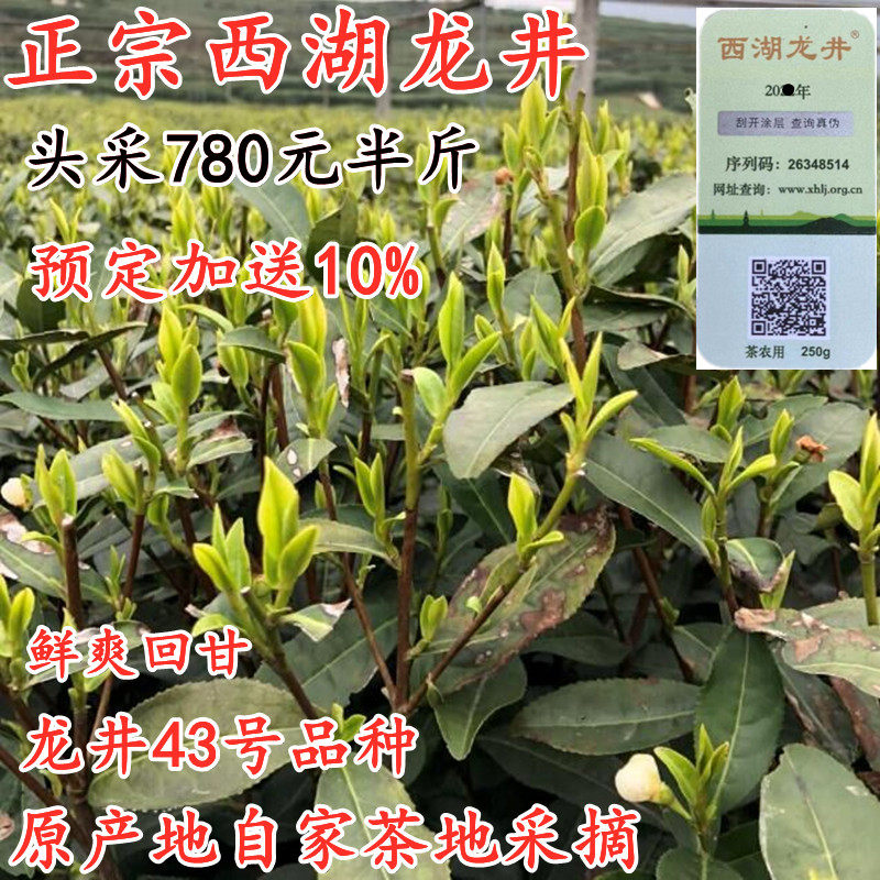 正宗西湖龙井2026新茶杭州本地茶